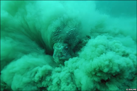 Walrus feeding on clams