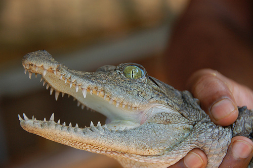 Baby Croc