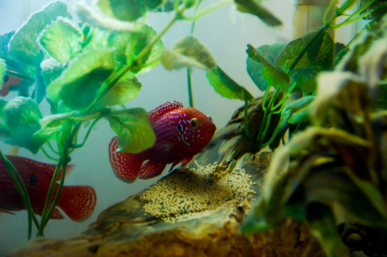 Jewel Fish and her mate protecting eggs